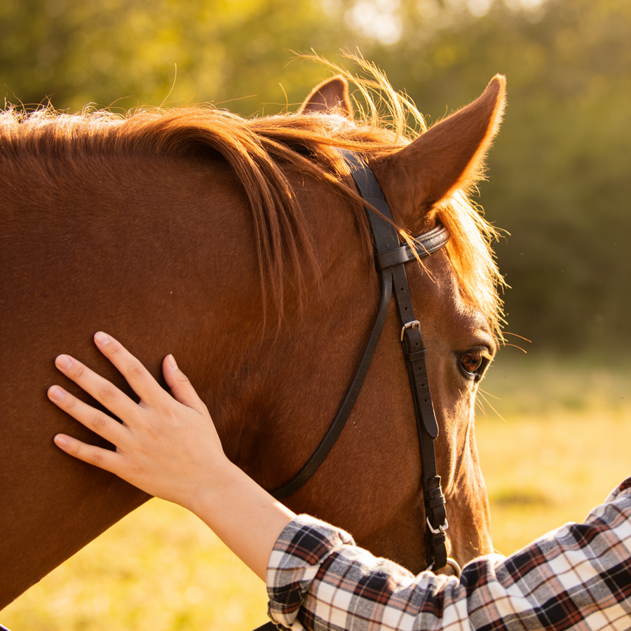 Horse Lovers 